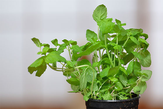 Peppermint - Herb for Allergies